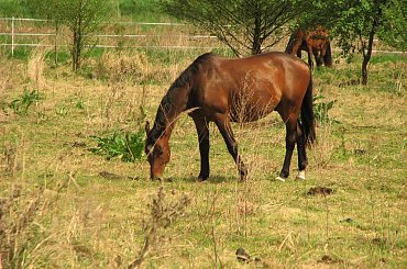 Majowe pastwiska w Piskorzynie #Piskorzyna #fundacjaTara #konie #pastwisko