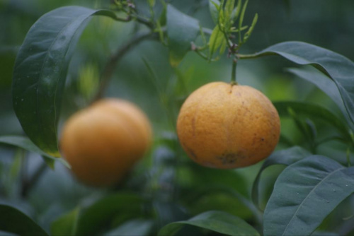 Drzewko mandarynkowe #Rośliny