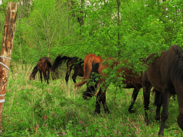 Majowe pastwiska w Piskorzynie #Piskorzyna #fundacjaTara #konie #pastwisko