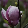 Magnolia 2 #Rośliny