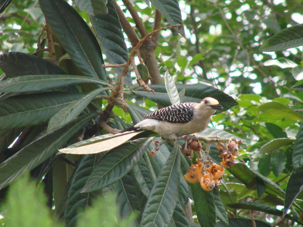 Gold woodpecker