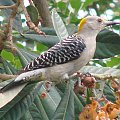 Gold woodpecker