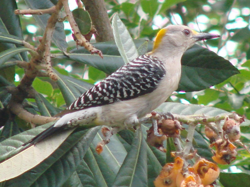 Gold woodpecker