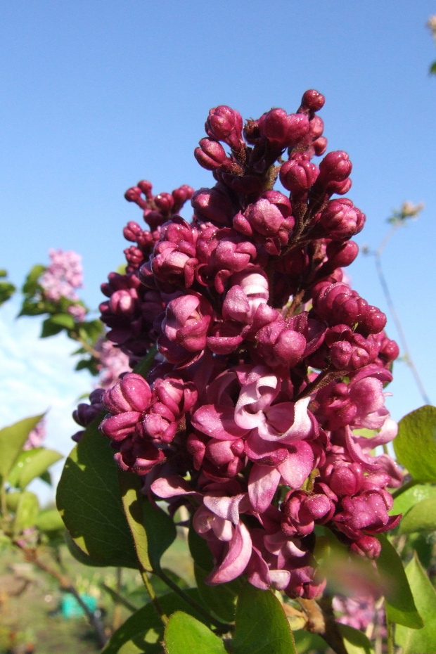 Syringa 'Mrs Edward Harding'