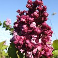 Syringa 'Mrs Edward Harding'