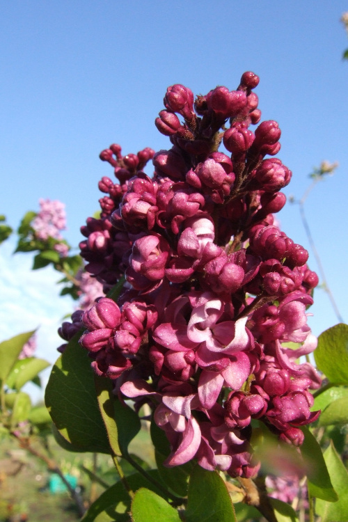 Syringa 'Mrs Edward Harding'