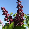 Syringa 'Masena'