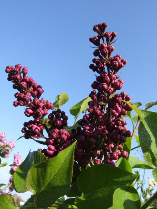 Syringa 'Masena'