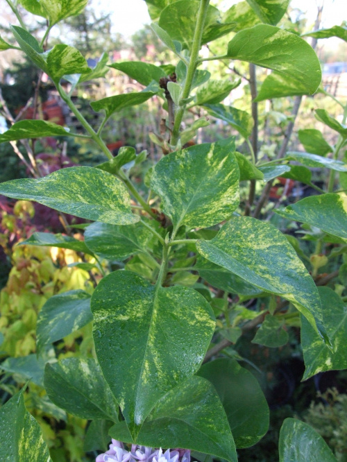 Syringa 'Aucubaefolia'