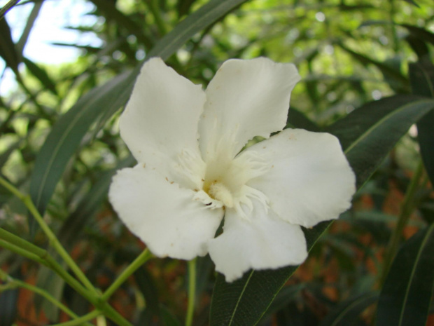 Bialy oleander