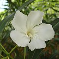 Bialy oleander