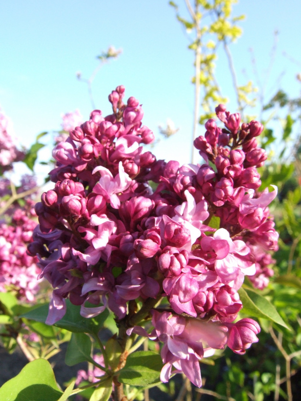 Syringa 'Mrs Edward Harding'