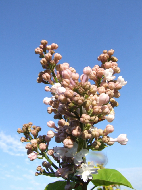 Syringa 'Krasawica Moskwy'