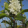 Syringa 'Elen Wilmot'