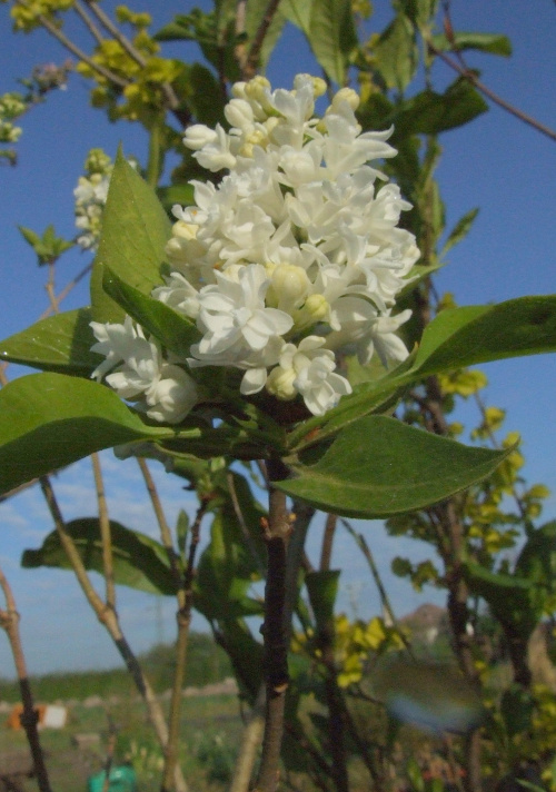 Syringa 'Elen Wilmot'