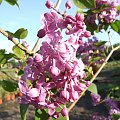 Syringa 'Marechal Foch'