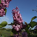 Syringa 'Marechal Foch'