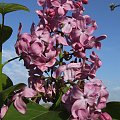 Syringa 'Marechal Foch'