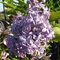 Syringa 'President Lincoln'