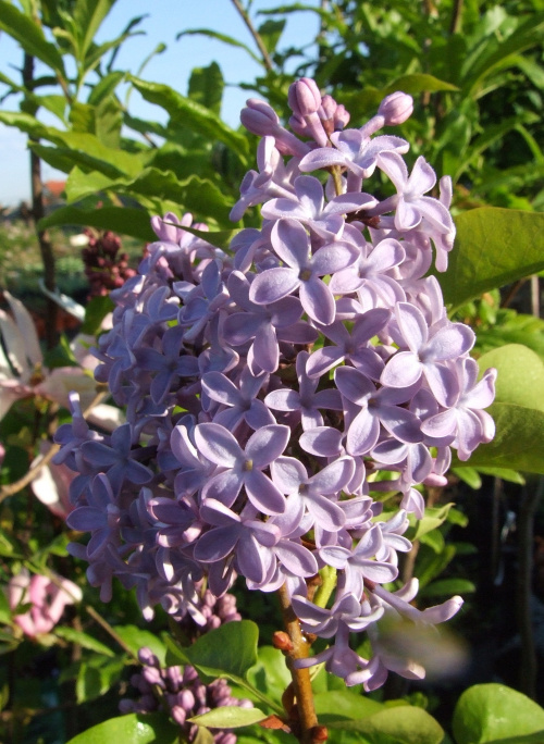 Syringa 'President Lincoln'