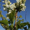 Syringa 'Elen Wilmot'