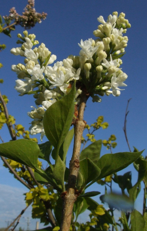 Syringa 'Elen Wilmot'