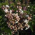 Syringa 'Krasawica Moskwy'