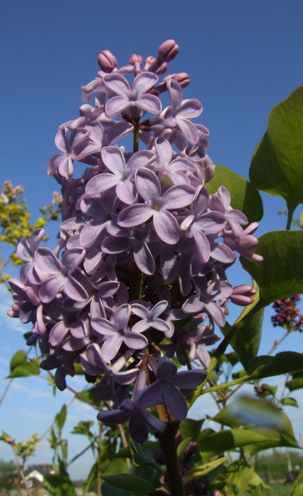 Syringa 'President Lincoln'