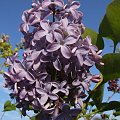 Syringa 'President Lincoln'