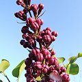 Syringa 'Masena'