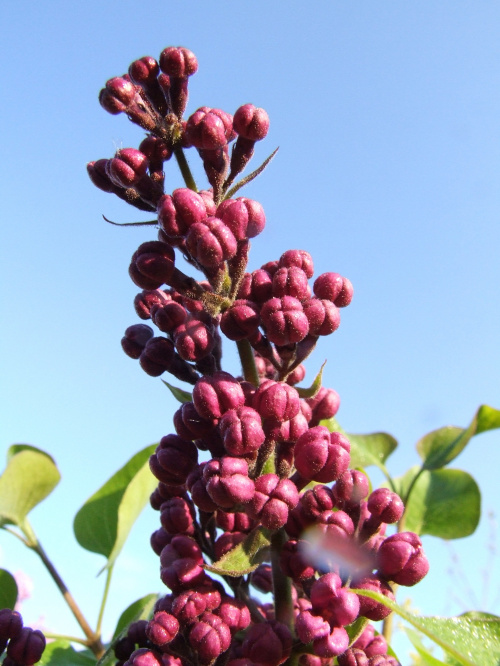 Syringa 'Masena'