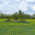 Mazurskie łąki #Mazury