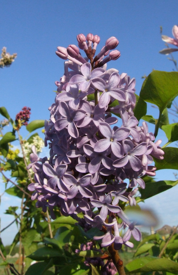 Syringa 'President Lincoln'