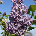 Syringa 'President Lincoln'