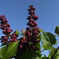 Syringa 'Masena'