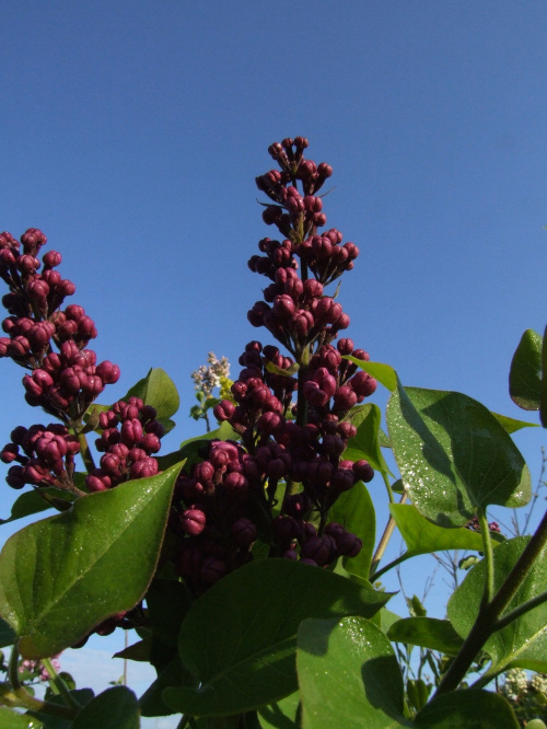 Syringa 'Masena'