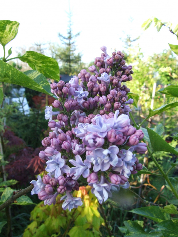 Syringa 'Aucubaefolia'