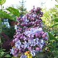 Syringa 'Aucubaefolia'