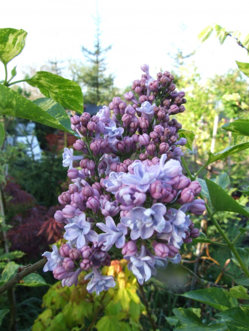 Syringa 'Aucubaefolia'