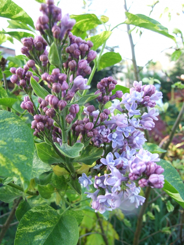 Syringa 'Aucubaefolia'