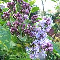 Syringa 'Aucubaefolia'