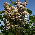 Syringa 'Krasawica Moskwy'