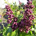 Syringa 'Masena'