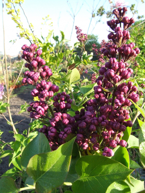 Syringa 'Masena'