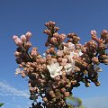 Syringa 'Krasawica Moskwy'