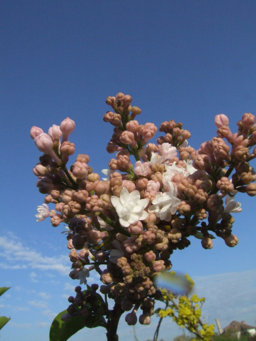 Syringa 'Krasawica Moskwy'