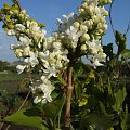 Syringa 'Elen Wilmot'