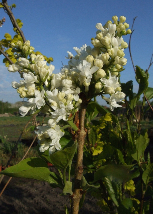 Syringa 'Elen Wilmot'