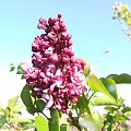 Syringa 'Mrs Edward Harding'