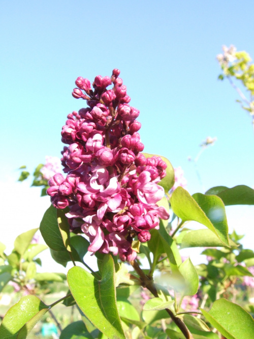 Syringa 'Mrs Edward Harding'